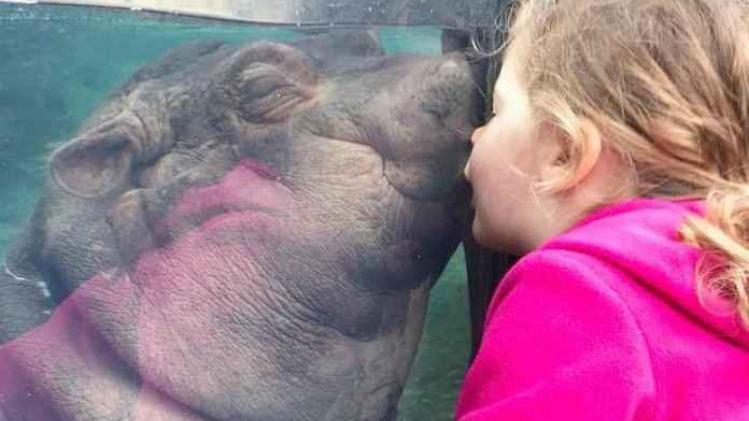 Schattig! Babynijlpaard geeft meisje een kus