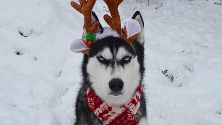 Deze hond heeft geen zin in Kerstmis