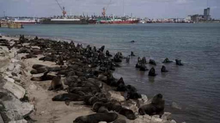Zeeleeuwen vallen zwemmers aan in San Francisco
