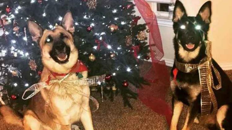 Deze honden vinden Kerstmis fantastisch