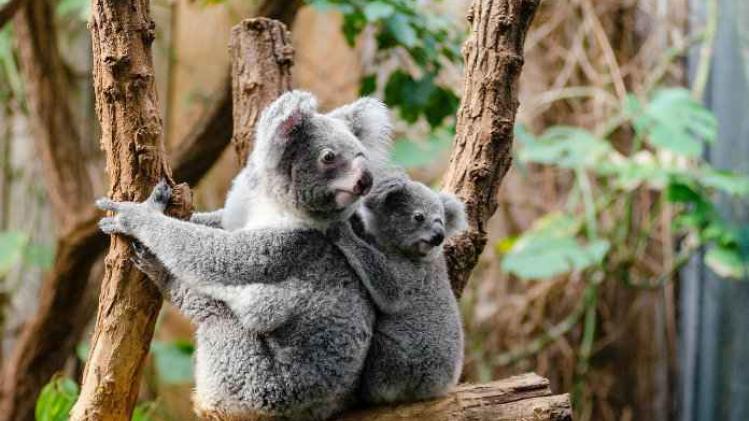 Babykoala werpt voor het eerst een blik op de Zoo van Antwerpen