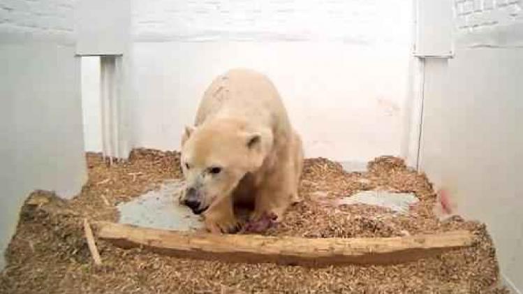 Babyijsbeer in Berlijnse zoo gestorven na kleine maand