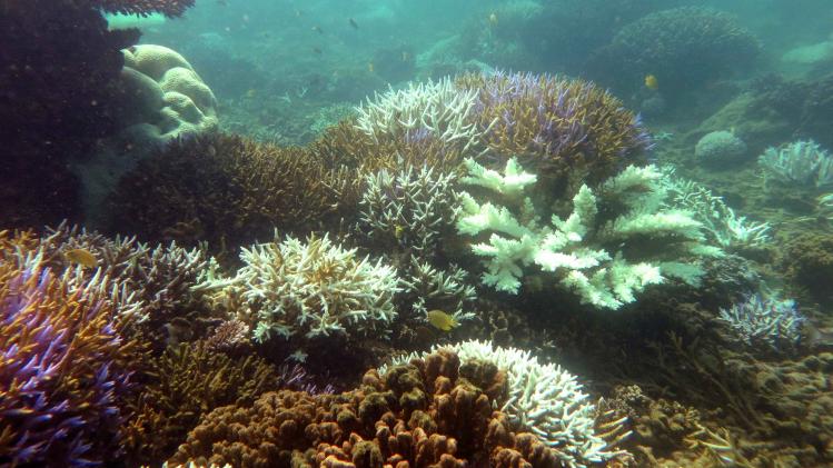 Nieuwe zaaimethode kan koraalriffen redden van de dood