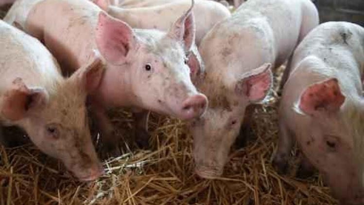 Animal Rights klaagt varkensboer aan na VTM-uitzending