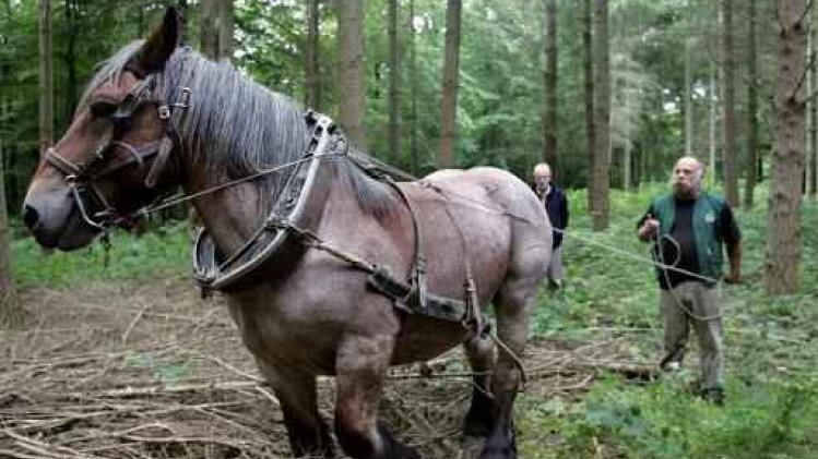 Gatz erkent Brabants trekpaard als immaterieel erfgoed