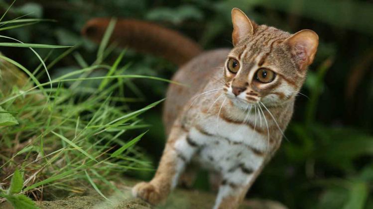 Kleinste kat ter wereld zet internet op stelten