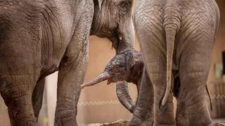 Kai-Mook bevallen van olifantenbaby in Planckendael