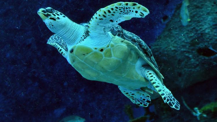 Zeeschildpadden dreigen uit te sterven. Door de opwarming van de aarde worden er amper nog mannelijke dieren geboren.