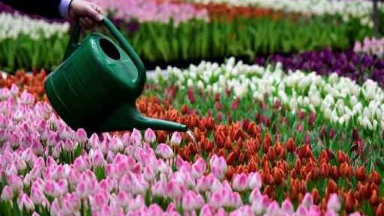 Pluktuin voor Antwerpen-centraal verdeelt 100.000 gratis tulpen