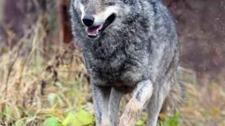 Gps-signaal bevestigt aanwezigheid wolf in wei in Meerhout
