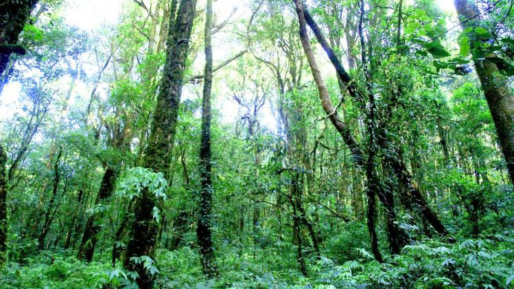Peru keurt nieuwe wegen in kwetsbaar regenwoud goed