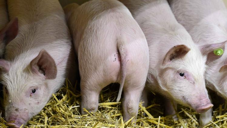Een Britse chirurg is erin geslaagd om een vagina te maken door varkensdarmen te combineren met stamcellen. 
