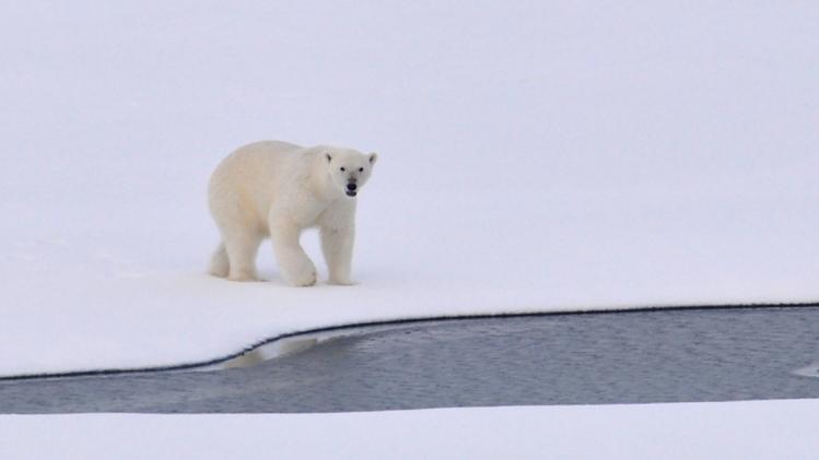 Dit is waarom ijsberen steeds meer gewicht verliezen
