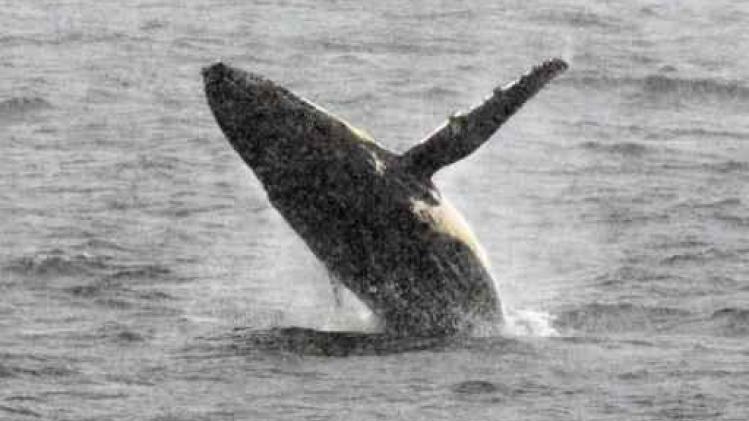 Wetenschappers waarschuwen voor bedreiging van microplastics voor grote zeedieren