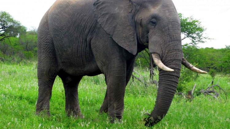 een Afrikaanse olifant