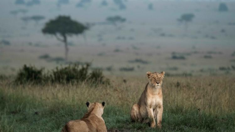 Afrikaanse leeuwen