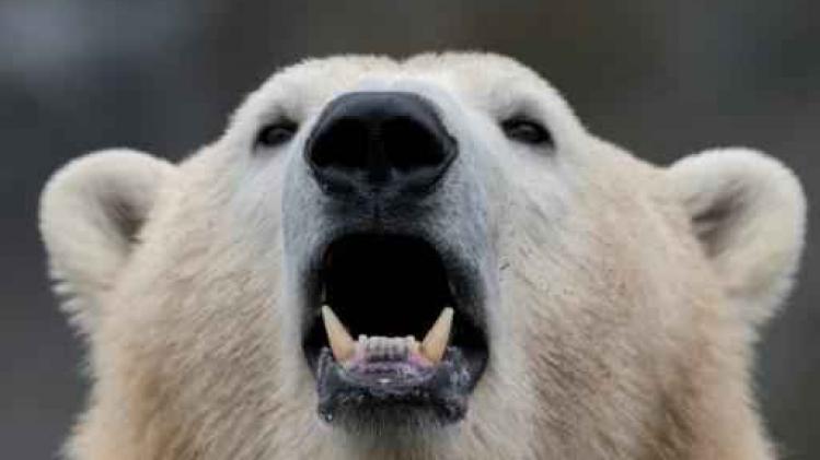 Hongerige ijsberen vaker op zoek naar voedsel in Groenlandse dorpen