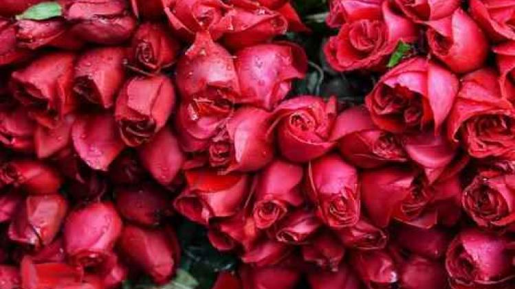 Valentijnbloemen van uitzonderlijk goede kwaliteit