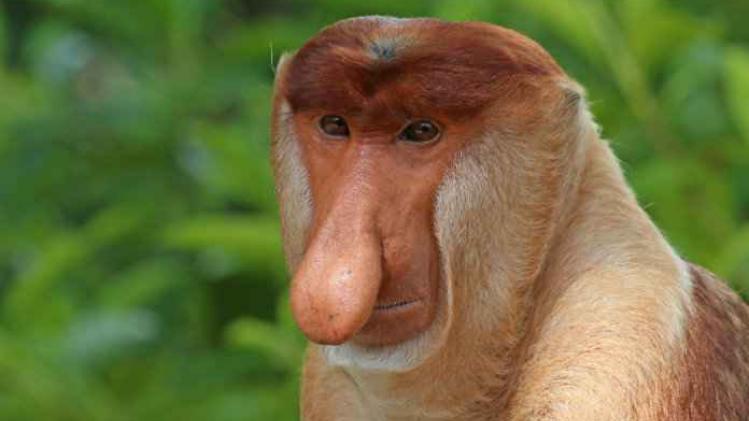 Grotere neus betekent meer seks voor deze aap