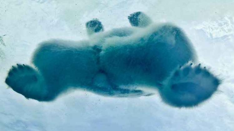 Allemaal ijsberen op International Polar Day