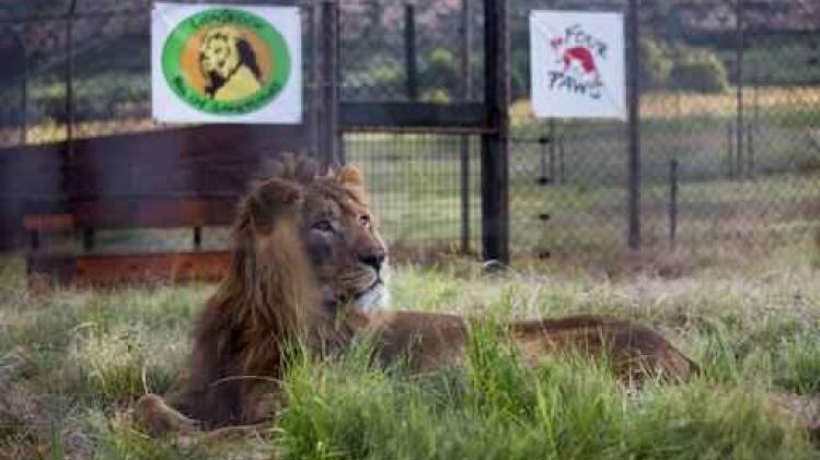 Geredde leeuwen uit Syrië en Irak krijgen nieuw leven in Zuid-Afrika