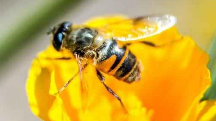 Pesticiden bedreigend voor bijen