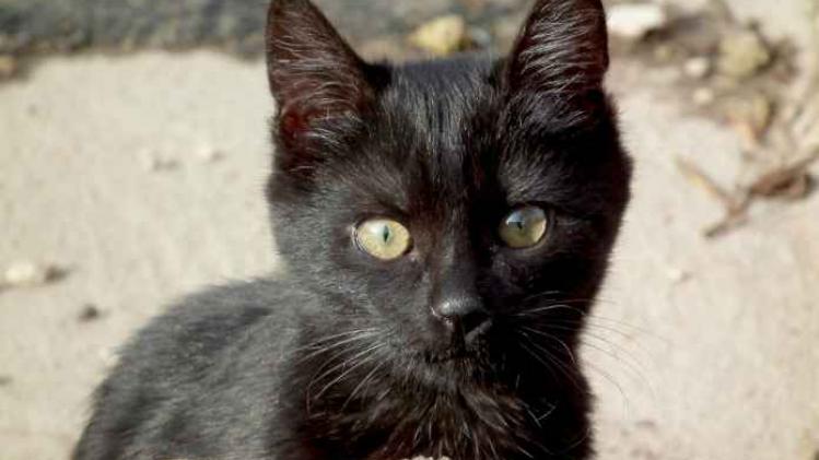 Zwarte katten razend populair door 'Black Panther'