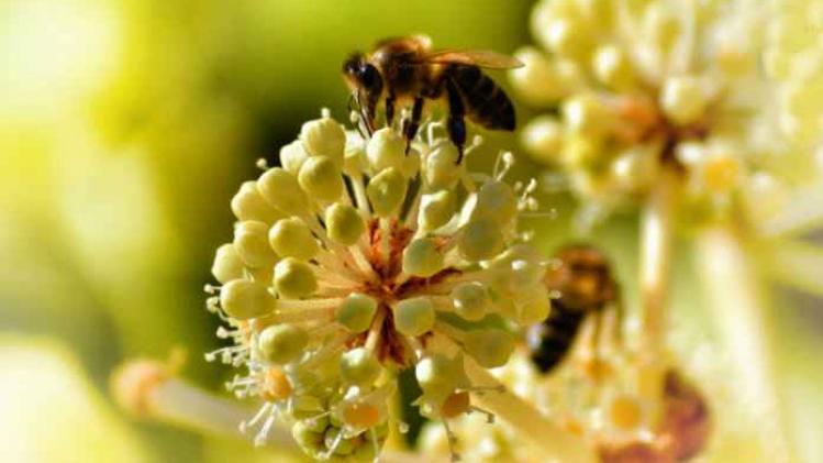 Wetenschappelijk bevestigd: pesticiden snoeien in bijenpopulatie