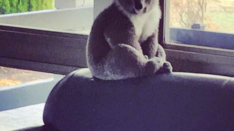Koala breekt in in school om daar te overnachten