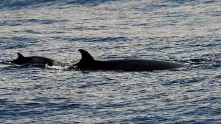 Noorwegen verhoogt quota om walvisvangst te stimuleren