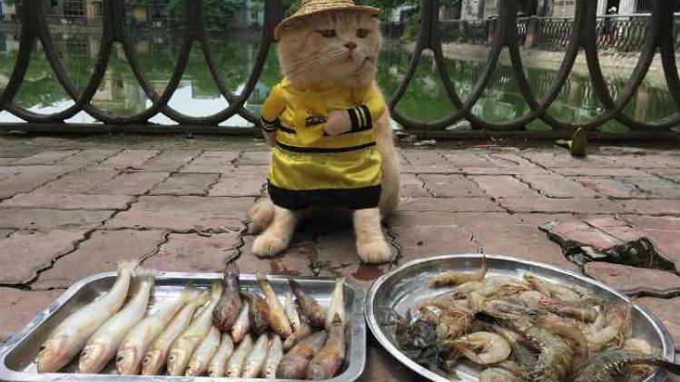 Is dit de schattigste visverkoper ooit