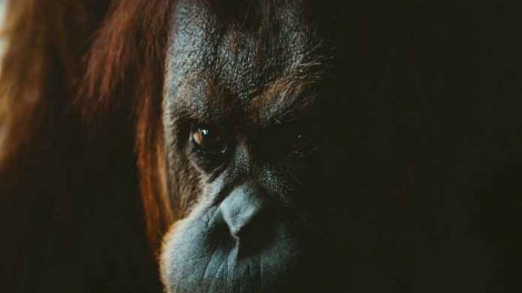 VIDEO. Indonesische dierentuin in het oog van de storm door rokende aap