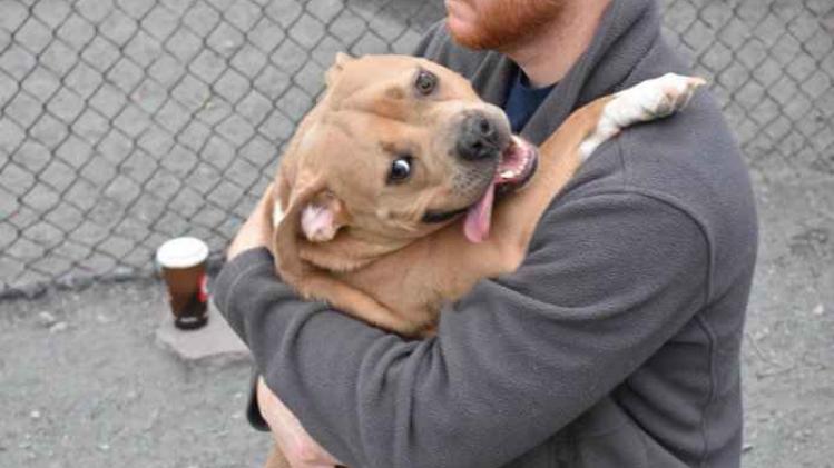 Hond zit terug in asiel: "ze wil alleen maar knuffelen"