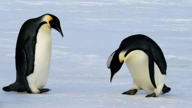 Pinguïns vinden camera en nemen een selfie