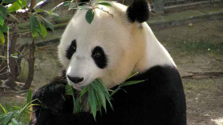 China wil panda's beschermen met park van 1,3 miljard euro