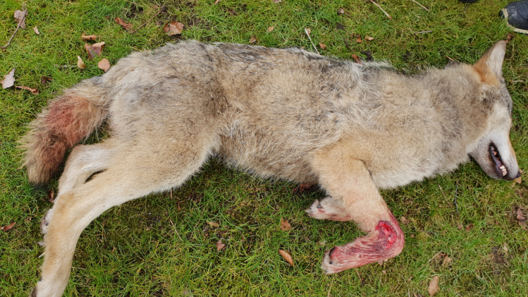 Tweede wolf doodgereden in Limburg