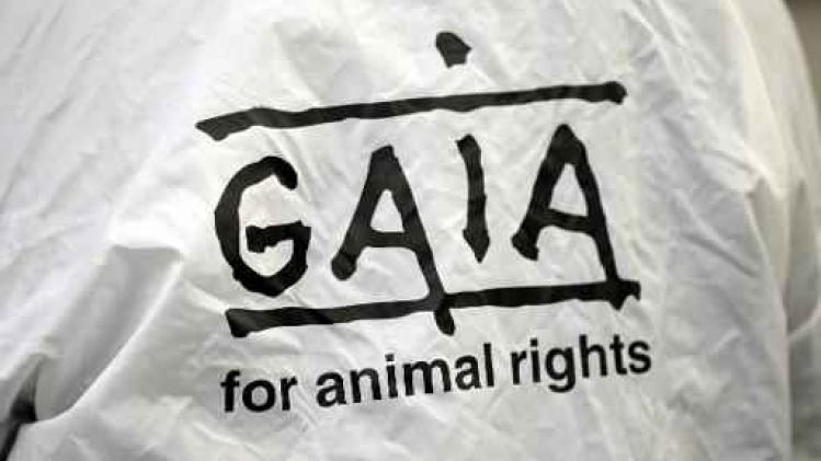 Gaia filmt dierenleed in Vlaamse industriële kippenkwekerijen