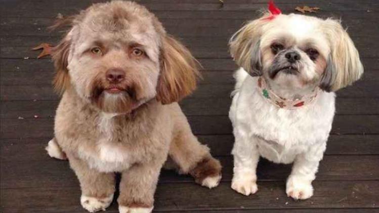 Deze puppy verovert het internet vanwege zijn menselijk gezicht