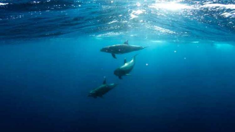 Hoogfrequente zender waarschuwt dolfijnen voor visnetten