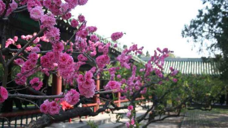 Drone toont hoe mooi China in bloem staat