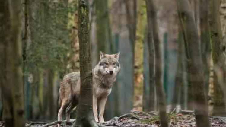 Vzw Landschap signaleert wolf in het Ardeense dorpje Bérismenil