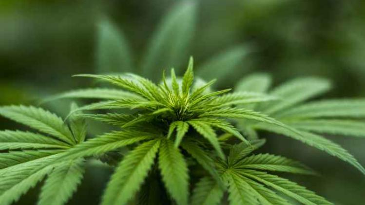 Canadese universiteit biedt studierichting 'Cannabis' aan