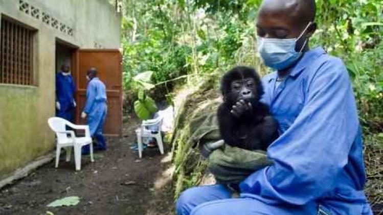 27 mensen vrijgelaten na ontvoering in natuurreservaat voor gorilla's in Congo