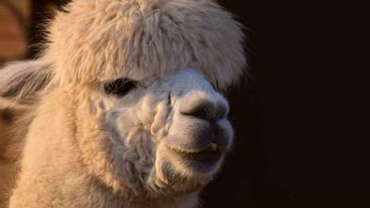 Niet te missen: alpaca boerderij houdt opendeurdag
