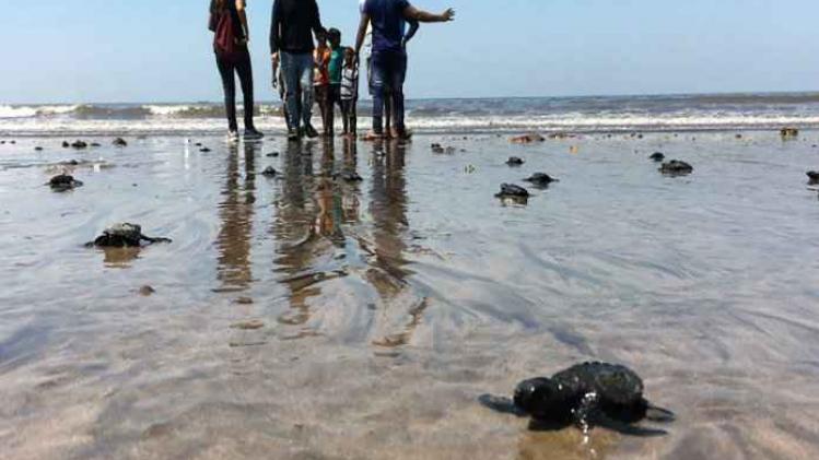 Indiaas 'vuil' strand is nu broedplaats voor schilpadden