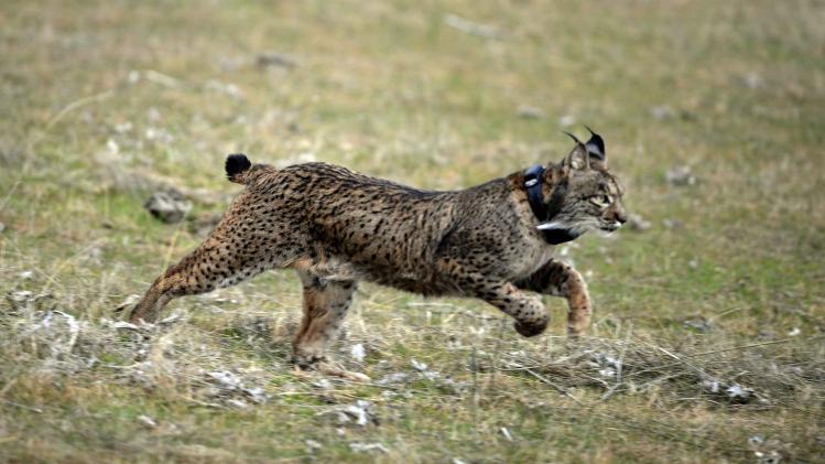 50.000 konijnen redden bedreigde Iberische lynx