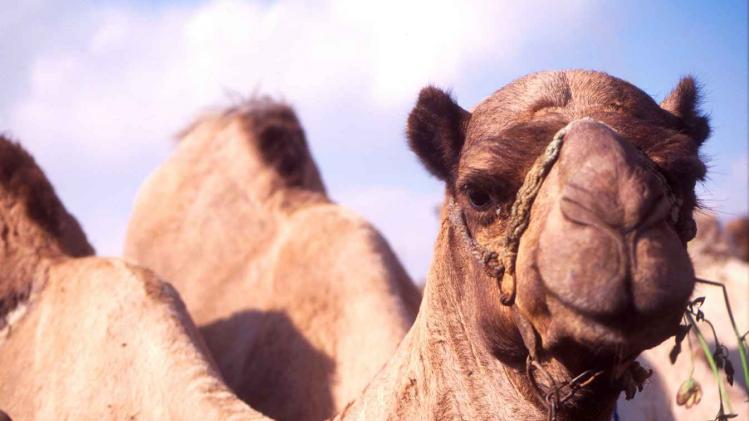 Haha: bereken hoeveel kamelen je partner waard is