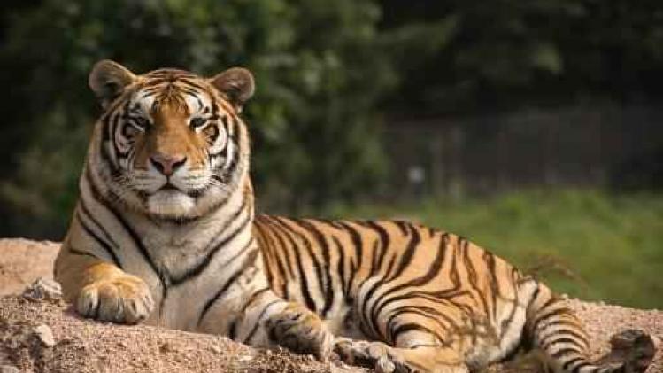 Russische aanpak van mens-tijgerconflicten blijkt succesvol