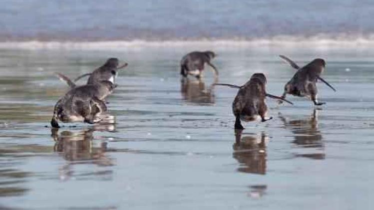 Duizenden dwergpinguïns gestorven aan Nieuw-Zeelandse kust