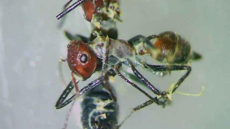 nieuwe mierensoort ‘Colobopsis explodens'